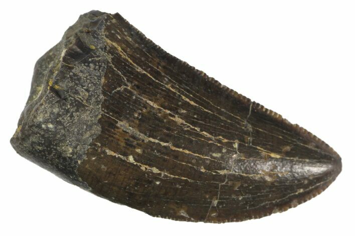 Serrated, Tyrannosaur Tooth - Two Medicine Formation #163390